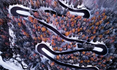 black paved road surrounding by trees